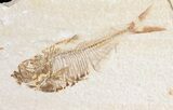Pair Of Diplomystus Fossil Fish - Wyoming #56458-1